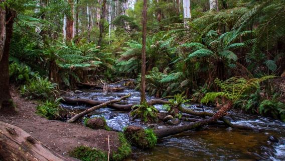 Puffing Billy, Forest Trails & Yarra Valley Discovery Tour