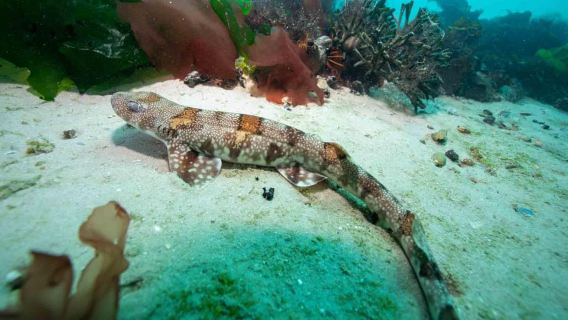 Scuba Dive in Cape Town: 2 Dives for certified divers
