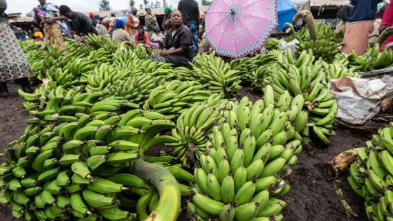 Arusha : Banana Experience, Banana Farms, Cooking & Culture