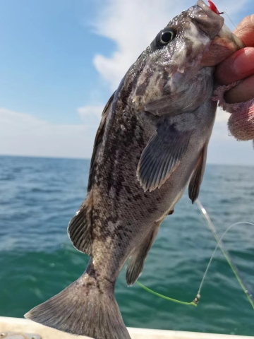 河北秦皇島葡萄島快艇海釣/出海觀光包船釣魚體驗【含魚竿魚餌，船長教學，包教包會，船上配備救生衣】