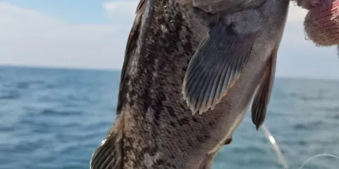 河北秦皇島葡萄島快艇海釣/出海觀光包船釣魚體驗【含魚竿魚餌,船長教學,包教包會,船上配備救生衣】