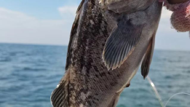 河北秦皇島葡萄島快艇海釣/出海觀光包船釣魚體驗【含魚竿魚餌，船長教學，包教包會，船上配備救生衣】