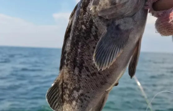河北秦皇島葡萄島快艇海釣/出海觀光包船釣魚體驗【含魚竿魚餌,船長教學,包教包會,船上配備救生衣】