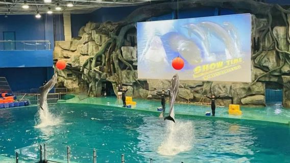威海華夏城+神遊海洋世界一日遊丨威海城區範圍內可上門接送