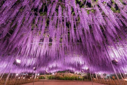 2026 Wisteria Story - Ashikaga Flower Park + Ibaraki Nemophila