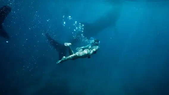 Snorkeling with Whale Sharks of Oslob and Sardines in Moalboal with Tumalog Falls