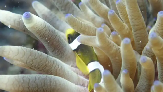 新北龍洞體驗潛水水肺潛水2小時【新北｜貢寮龍洞潛水體驗｜免證照】