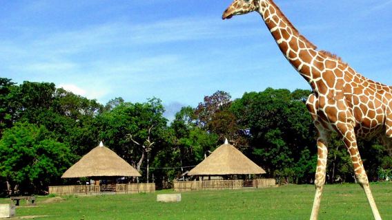 Philippines Coron Island Zoo Tour | Safari World + Black Island + Lunch + Transfer