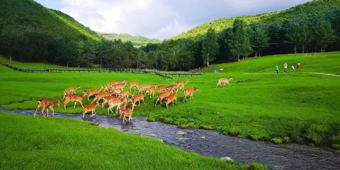 伊春金山鹿苑+五營紅松景區包車一日遊(1單1團)