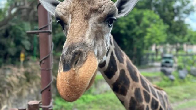 峇里島野生動物園一日遊【親子遊bali safari動物園】