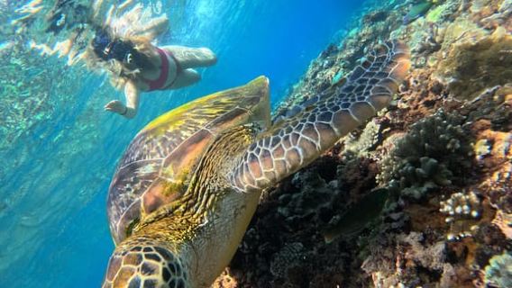 Da Lembongan: snorkeling in 3 punti, mangrovie e tour via terra