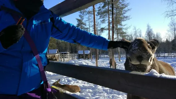 Ranua Wildlife Park Guided Tour from Rovaniemi, With Lunch