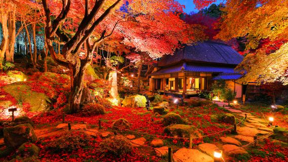 Tour di un giorno a Kyoto con illuminazione autunnale al Monte Hiei Enryaku-ji, Omihachiman e Kyorinbo, biglietto per l'illuminazione incluso