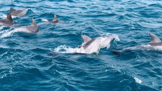 濟州島旅遊追海豚涯月邑海岸道路柱狀節理帶挾才海水浴場小羊肖恩