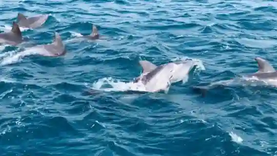 【追海豚西南線】濟州島旅遊一日遊涯月邑挾才海水浴場小羊肖恩山茶花