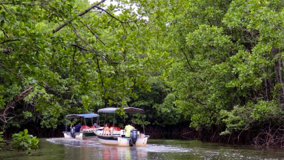 Semporna: Du thuyền ngắm rừng ngập mặn và khỉ vòi, đom đóm, bữa tối và đưa đón