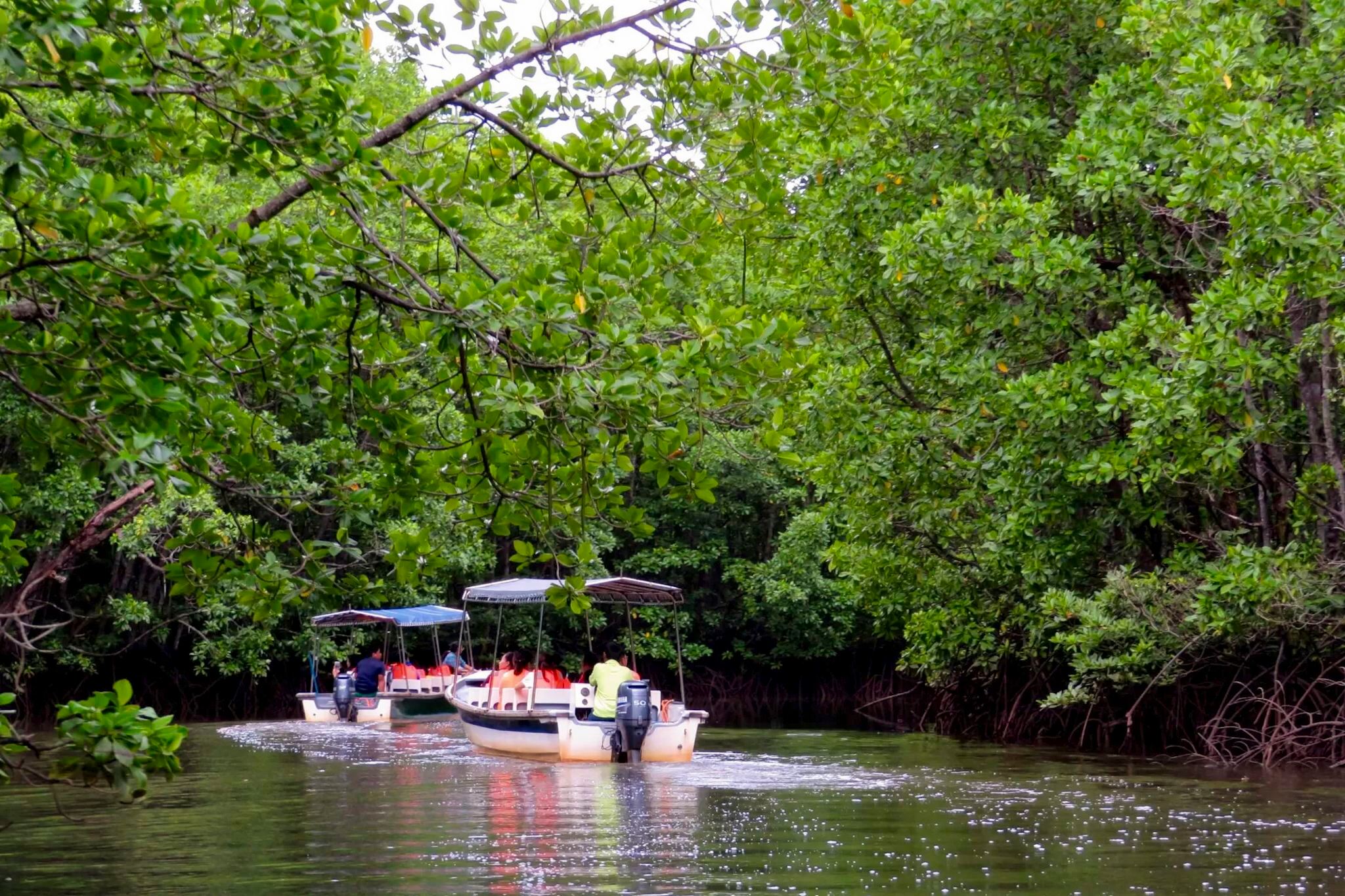 Semporna: Mangrove Proboscis River Cruise, Fireflies, Dinner & Transfer