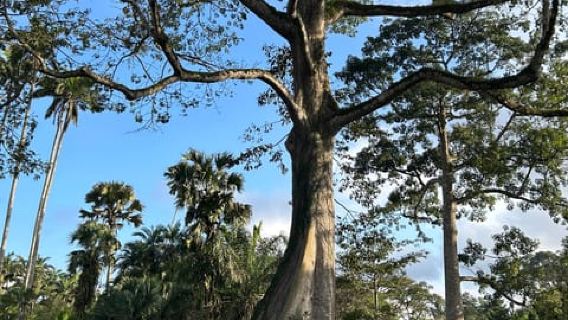 Accra: tour avventura in quad, cascata, pranzo e Aburi