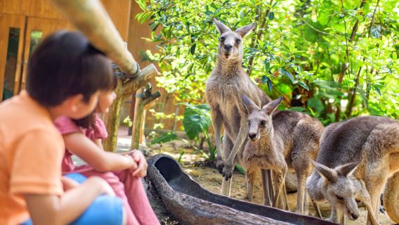 シンガポール発|シンガポール動物園+ナイトサファリ 半日ツアー【午後発/日本語ガイド/シャトルバス移動】