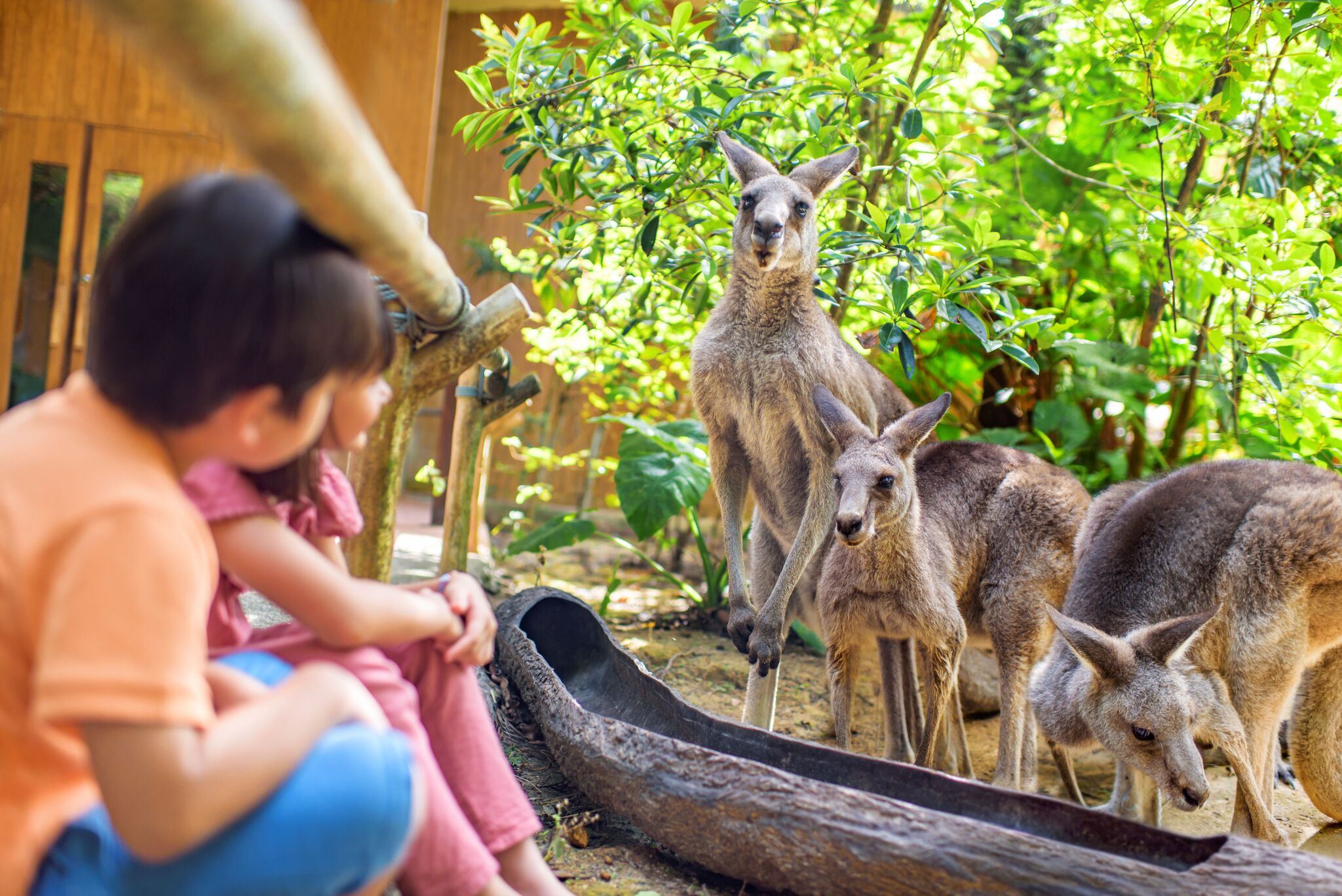 シンガポール発｜シンガポール動物園＋ナイトサファリ　半日ツアー【午後発／日本語ガイド/シャトルバス移動】