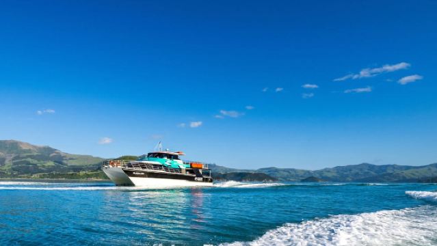 Akaroa Harbor Black Cat Cruises Nature Tour