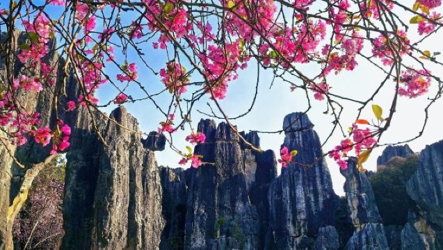 Kunming Shilin Stone Forest Scenic Area + Pu'er Tea Tasting with One-Day Transportation Service in Yunnan, China