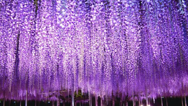 【新宿発】ひたち海浜公園でネモフィラ鑑賞＆あしかがフラワーパーク大藤まつり！