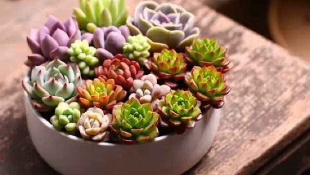 Lawatan ke Ladang Bunga Ziyun + Pengalaman Membuat Susu Kacang Soya dengan Batu Kisar Tradisional + Makanan Desa Lawatan Sehari