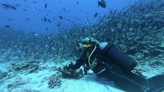 Scuba Diving in Negombo