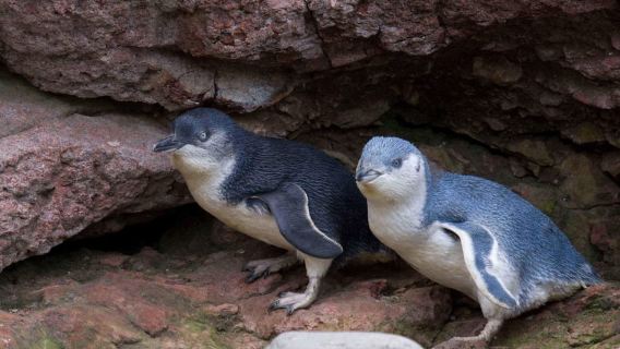 Akaroa: Pohatu Little Penguins 3-Hour Evening Experience