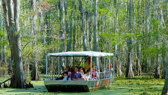 Honey Island Swamp and Bayou Boat Tour with Transportation