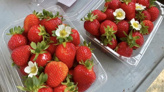 Winter 1-day tour from Seoul: Strawberry picking + Eobi Valley + Nami Island