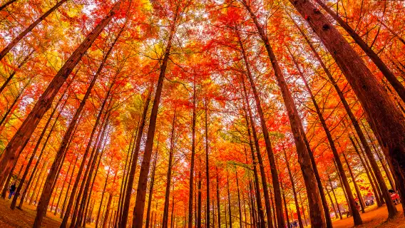 韓國春川市一日遊