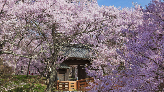 長野市日遊