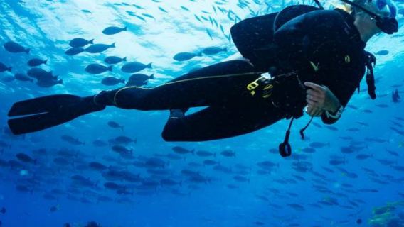 로이 섬 스쿠버 다이빙 반나절 투어 (오전/ 오후 회차 가능)