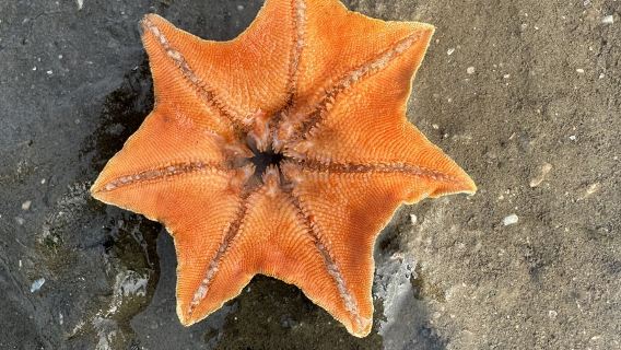 山東青島會場趕海園/石長者趕海體驗【提供全套趕海工具+專業教練帶隊+收穫免費帶走】