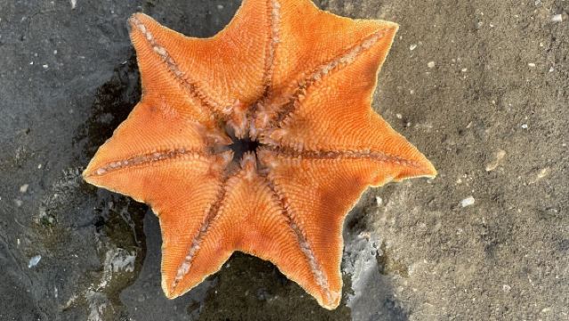 山東青島會場趕海園/石長者趕海體驗【提供全套趕海工具+專業教練帶隊+收穫免費帶走】