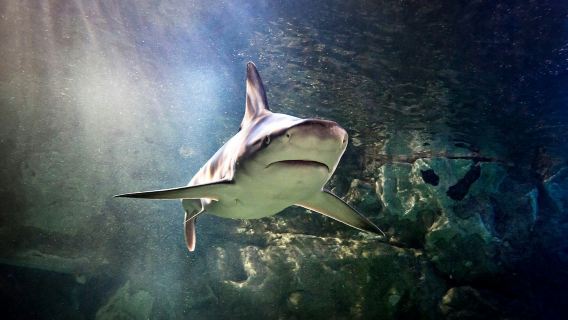 SEA LIFE San Antonio: Entry Ticket