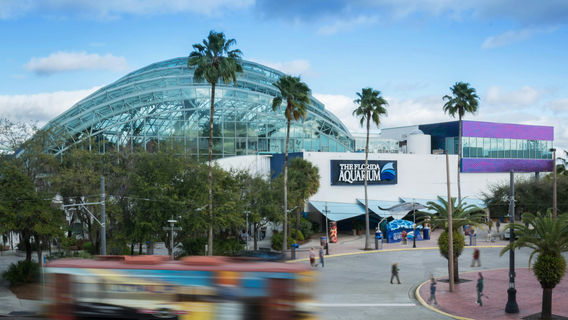 Tampa