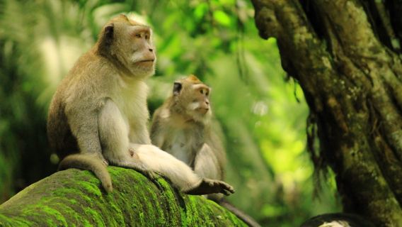Ubud Monkey Forest & Tegallalang Rice Terrace with Elephant Cave One Day Tour