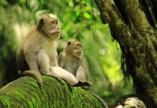 Ubud Monkey Forest & Tegallalang Rice Terrace with Elephant Cave One Day Tour