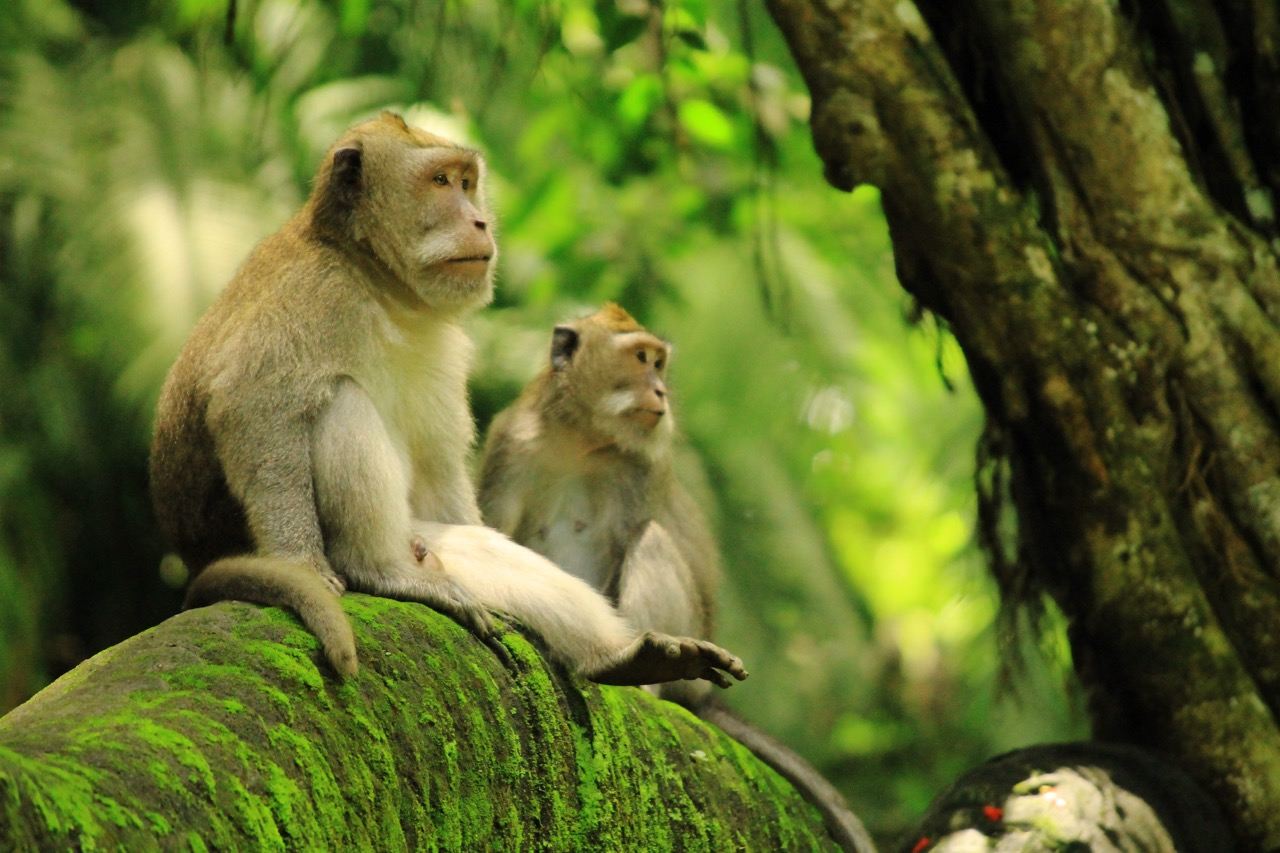 Ubud Monkey Forest & Tegallalang Rice Terrace with Elephant Cave One Day Tour
