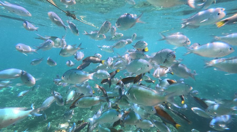 長灘島雙島遊：水晶島+魔幻島 | 包含BBQ燒烤午餐及浮潛