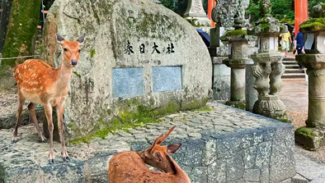 【精品小團·京都關西一日遊】打卡Chiikawa本舖+餵萌鹿