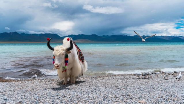 1-day tour to Lhasa Namtso [optional large bus group or 8-person group]