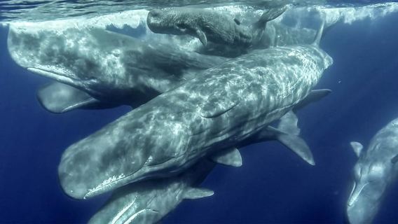 Azores: Whale Watching & Islet Boat Tour w/ Marine Biologist