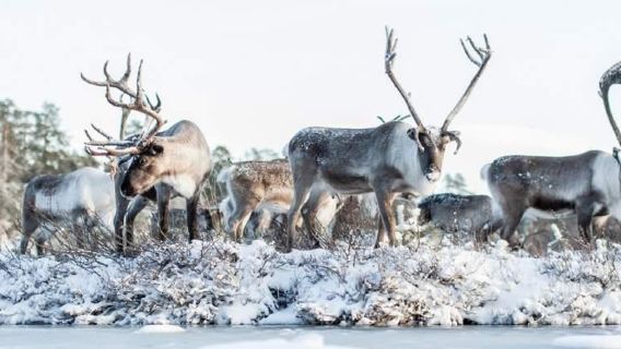 1-day tour to Ranua Zoo in Finland (English-speaking guide + round-trip from Rovaniemi)