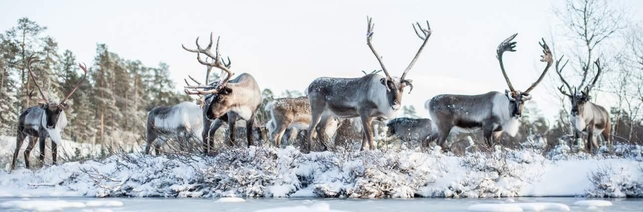 1-day tour to Ranua Zoo in Finland (English-speaking guide + round-trip from Rovaniemi)