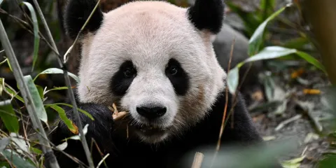 成都熊貓基地及樂山大佛每日巴士團連門票,早上8:00出發