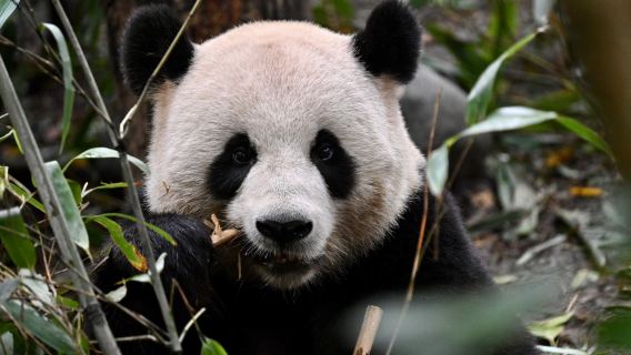 Chengdu Panda Park and Leshan Giant Buddha Daily Bus Tour with Tickets depart at 8:00 a.m.